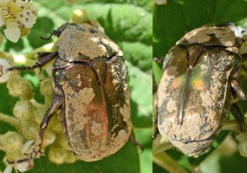 Réf. 258 113 : Potosia cuprea